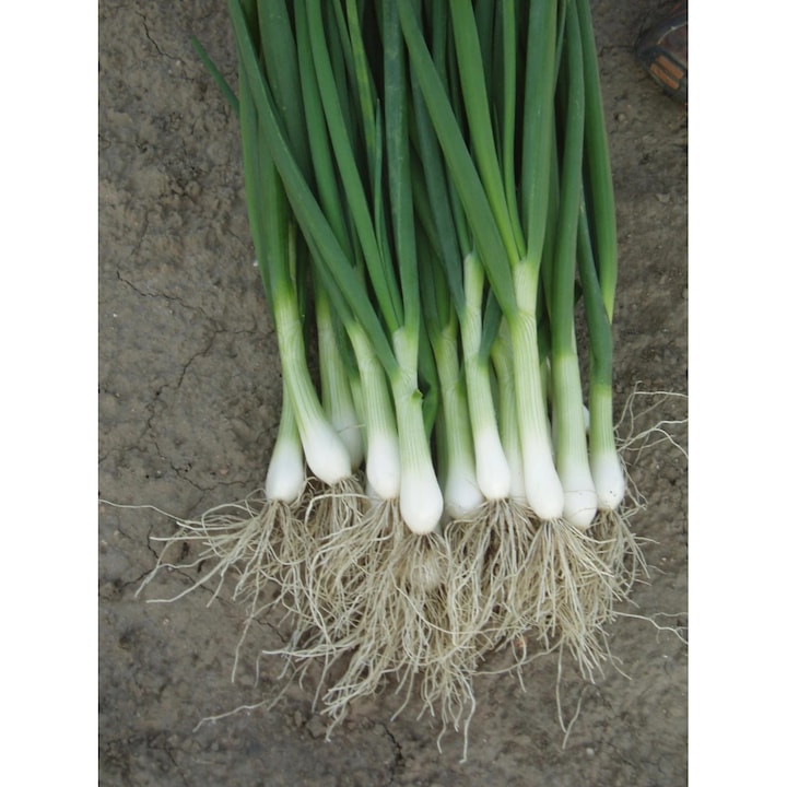 Seminte de ceapa pentru legatura Performer, 10000 seminte, Bejo