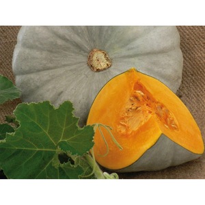 Bulbi, seminte si rasaduri