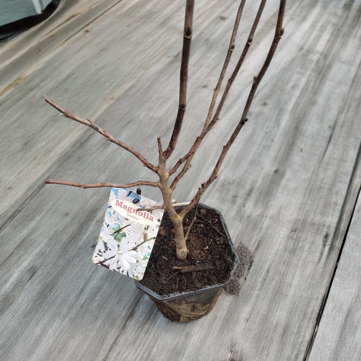 Magnolia stellata - 40-50 de cm
