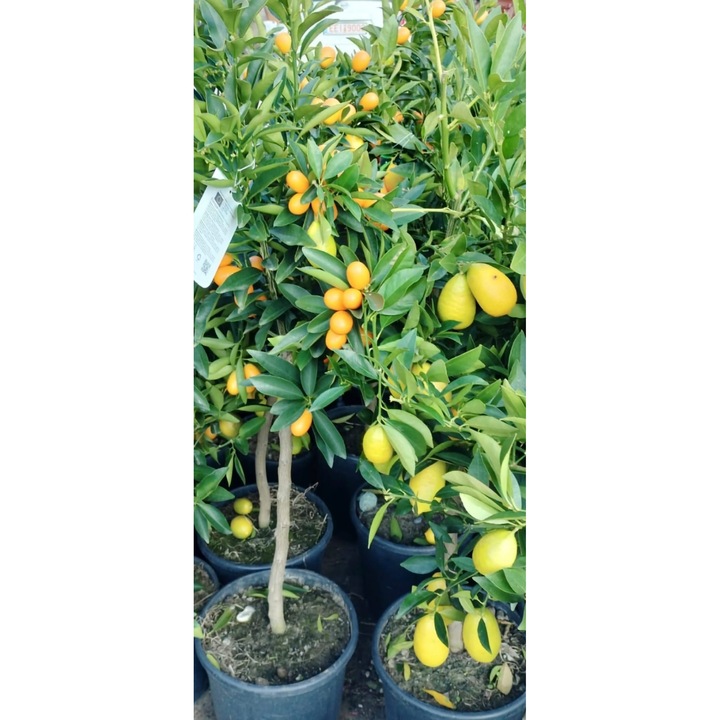 Citrus Lemon (lamai) la ghiveci 1, 3-1, 5m