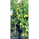 Citrus Lemon (lamai) la ghiveci 1, 3-1, 5m