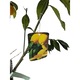 Citrus Lemon (lamai) la ghiveci 1, 3-1, 5m