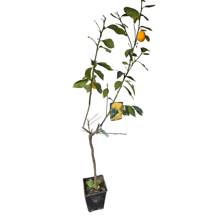 Citrus Lemon (lamai) la ghiveci 1, 3-1, 5m