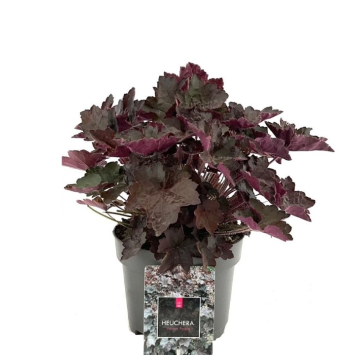 Heuchera Purple