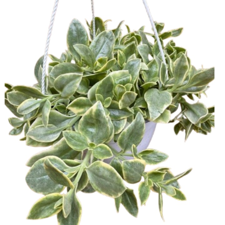 Planta suculentă Aptenia Variegata, decorativă, verde, ghiveci 15cm, pentru interior