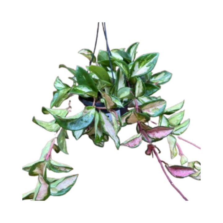 Hoya Carnosa Tricolor, planta decorativa, verde-crem-roz, ghiveci 14cm, interior