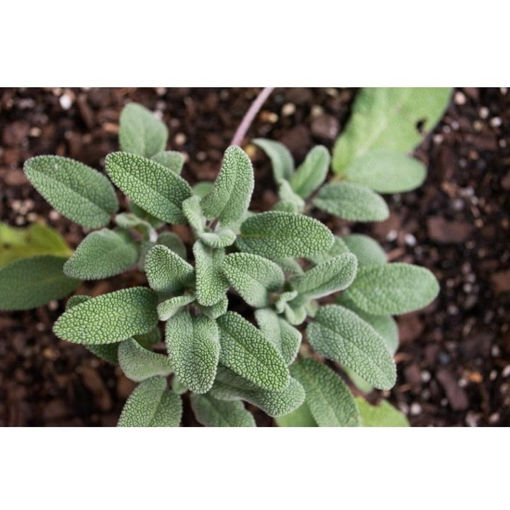 Planta medicinala, Salvia Officinalis, ghiveci 10cm