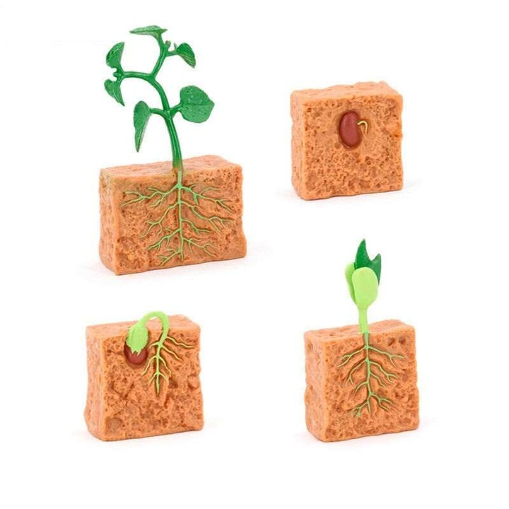 Mulaj de anatomie Tetea, ciclul de viata al plantei de fasole