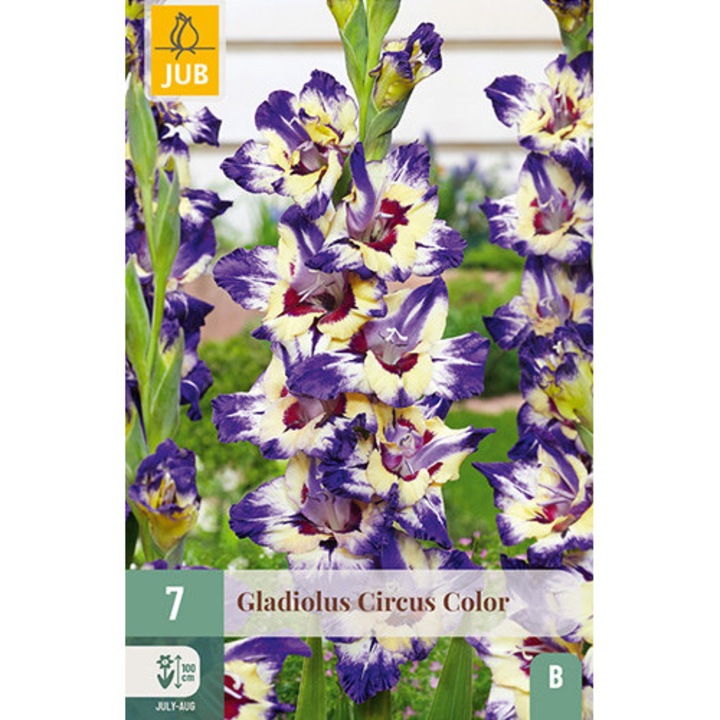 Kardvirág Gladiolus Circus Color, Jub Holland, virághagymák, 7 db