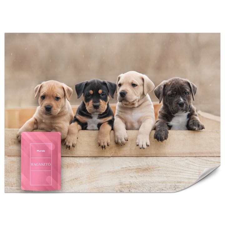 Fotótapéta Muralo Aranyos Kutyák 250x175 Állatok Modern Hálószoba Dekoráció