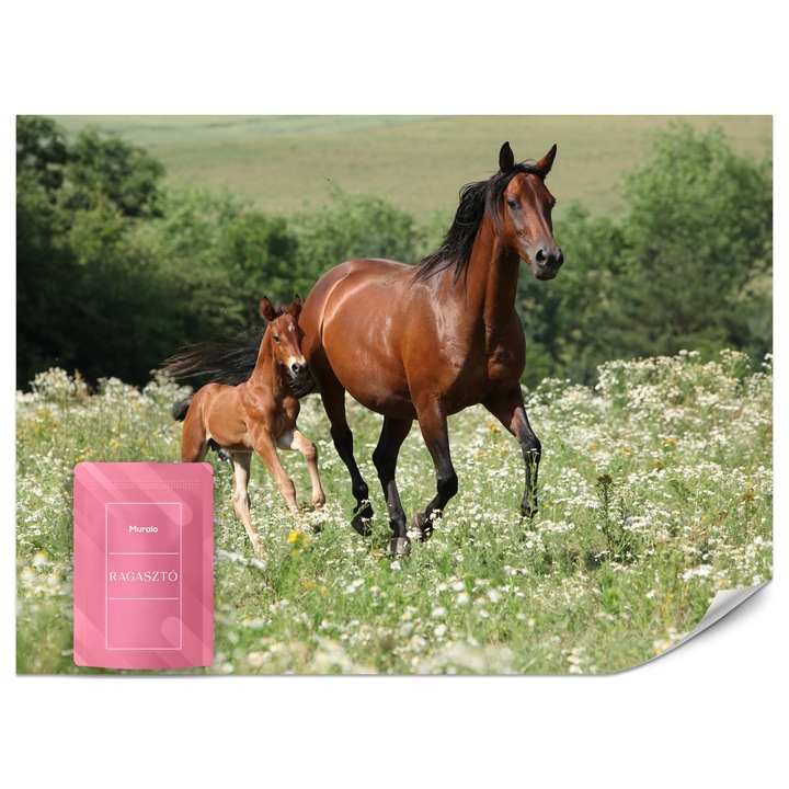 Fotótapéta Muralo Lovak Tisztás 250x175 Állatok Modern Nappali Dekoráció