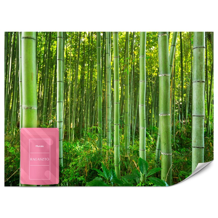Fotótapéta Muralo Bambuszerdő 150x105 Modern Nappali Dekoráció