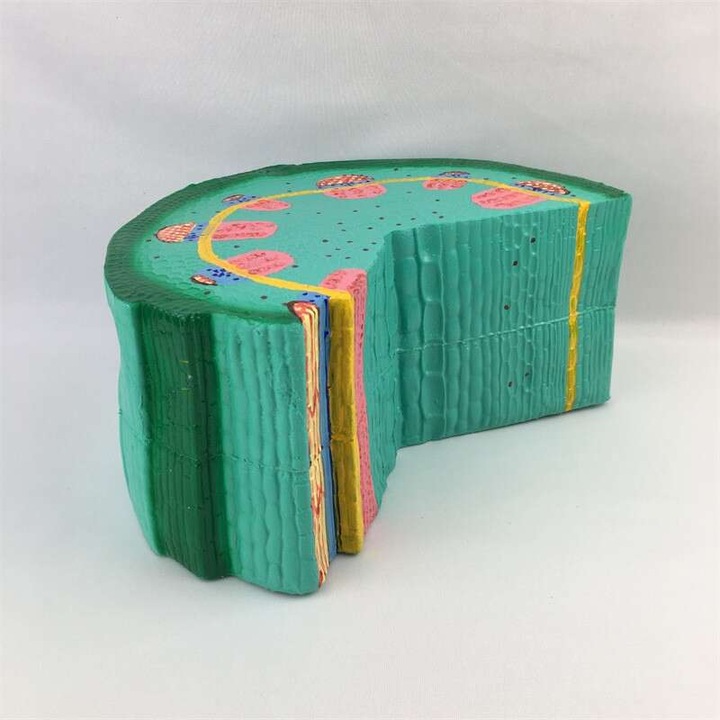 Mulaj de anatomie Tetea, anatómiai szerkezet keresztmetszetben és radiális metszetben, napraforgó kétszikű szár