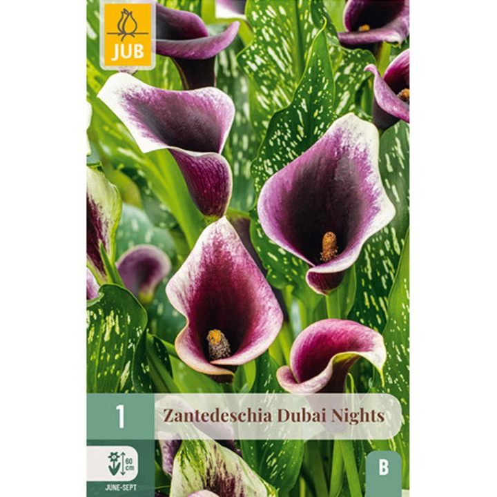Kála Zantedeschia Dubai Nights, Jub Holland, virághagymák, 1 darab