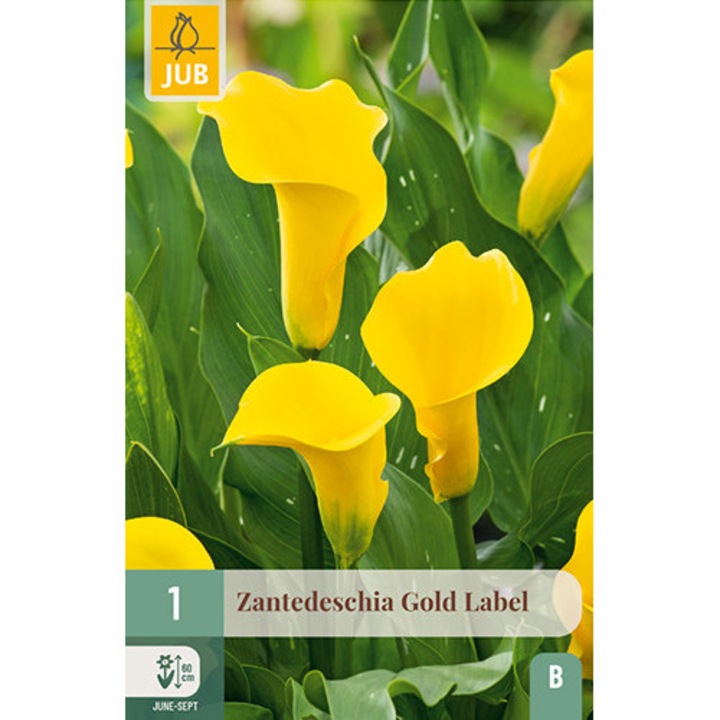 Kála Zantedeschia Gold Label, Jub Holland, virághagymák, 1 darab