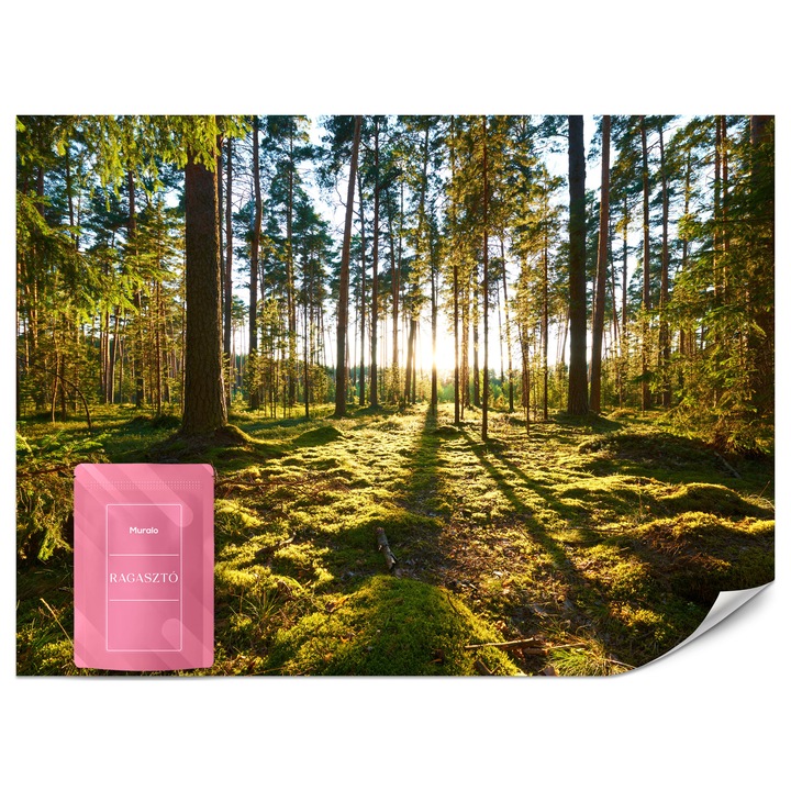 Fotótapéta Muralo fa Erdő 400x280 Természet Napfény Modern Nappaliba