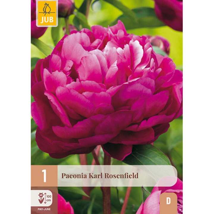 Bazsarózsák Paeonia Karl Rosenfield, Jub Holland, palánták, 1 darab