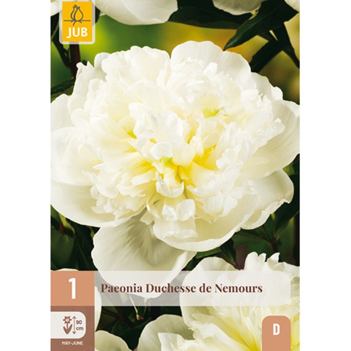 Bazsarózsák Paeonia Duchesse de Nemours, Jub Holland, palánták, 1 darab