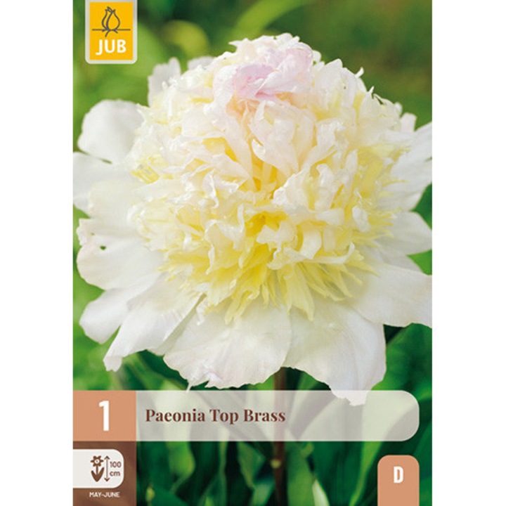 Bazsarózsák Paeonia Top Brass, Jub Holland, palánták, 1 darab