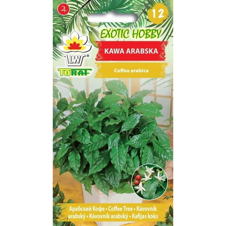 Nasiuni Kawa Arabska, 6 buc, TORAF, rosu inchis, pentru cultivare in ghiveci