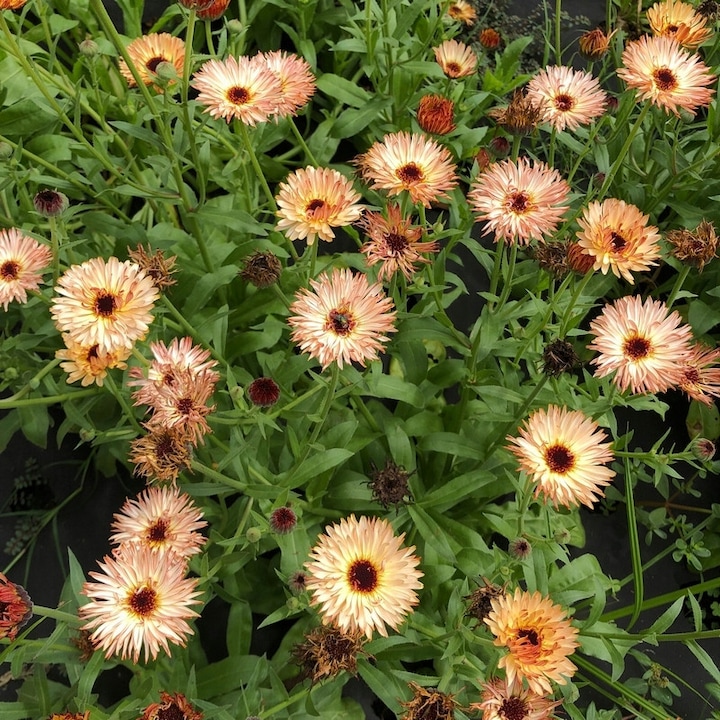 Seminte Nagietek lekarski Sunset Buff, 1g, 60cm, crem-maro cu margini rosii, set