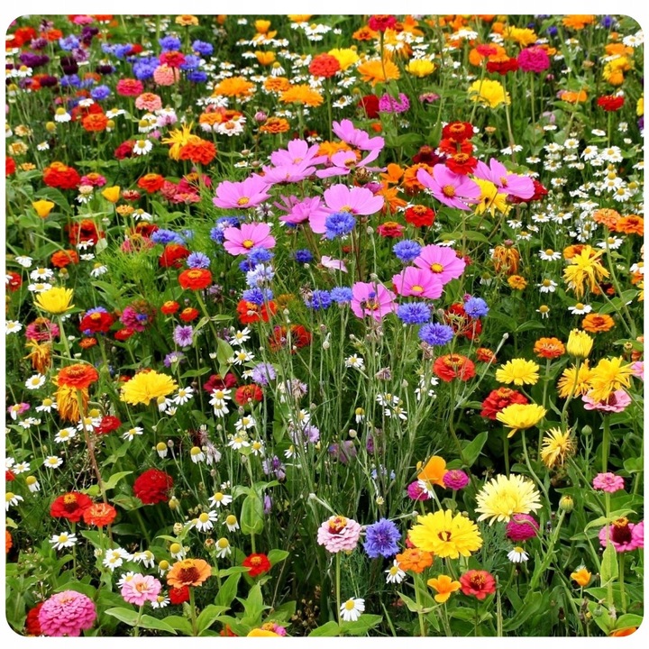 Mieszanka flori Toraf EXPRESS LACZKA 1kg, 30-60cm, multicolor, pentru 100-250m2