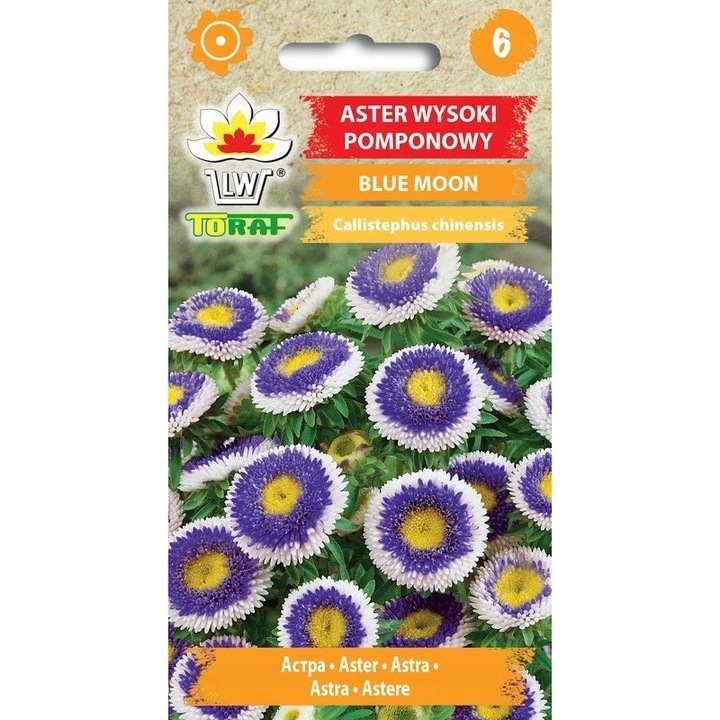 Aster Pomponowy Blue Moon, 0,5g, flori albastre cu mijloc alb-galbui, 50cm, set