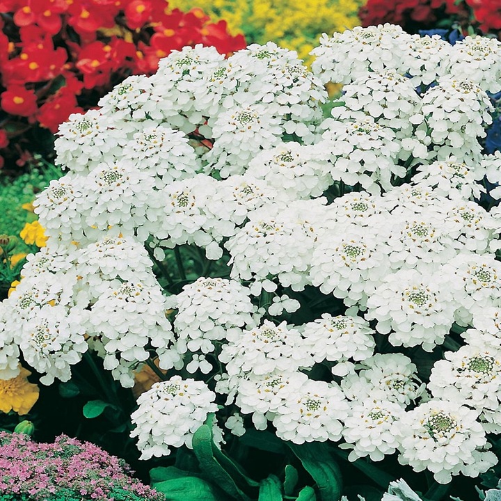 Seminte hiacynt Ubiorek, 0,5 g, flori albe, inaltime 20-30 cm, distanta 10x15 cm