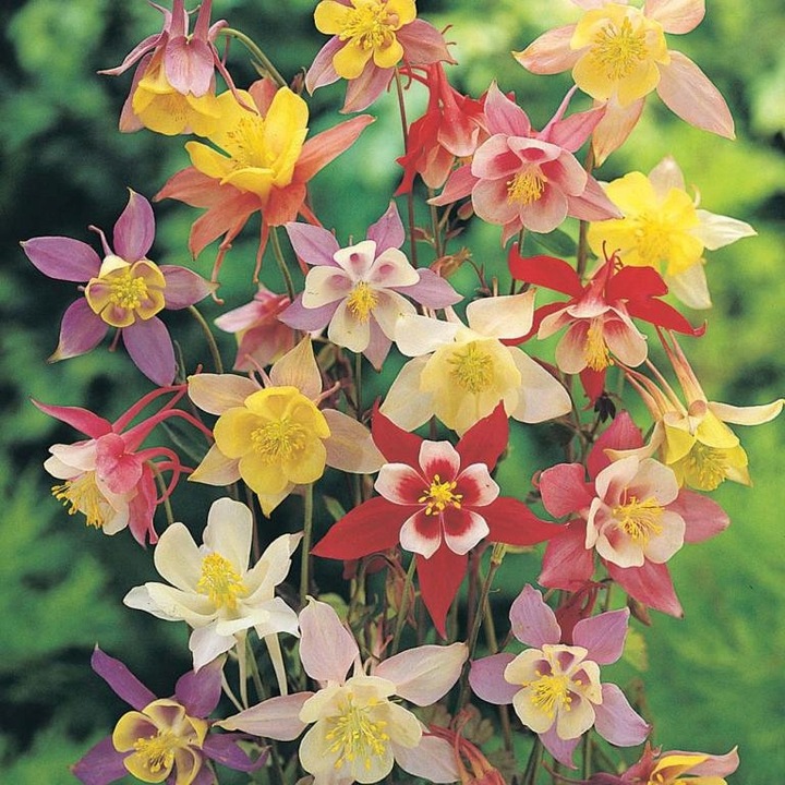 Harangláb magok, Toraf, 0,3 g, többszínű, 50-60 cm