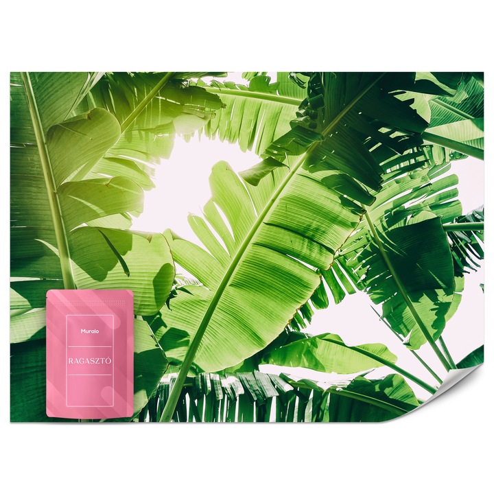Fotótapéta Muralo Trópusi Banánlevelek 500x350 Modern Nappaliba
