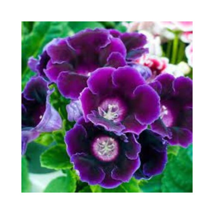 Gloxinia Prins Albert - 1 bulb