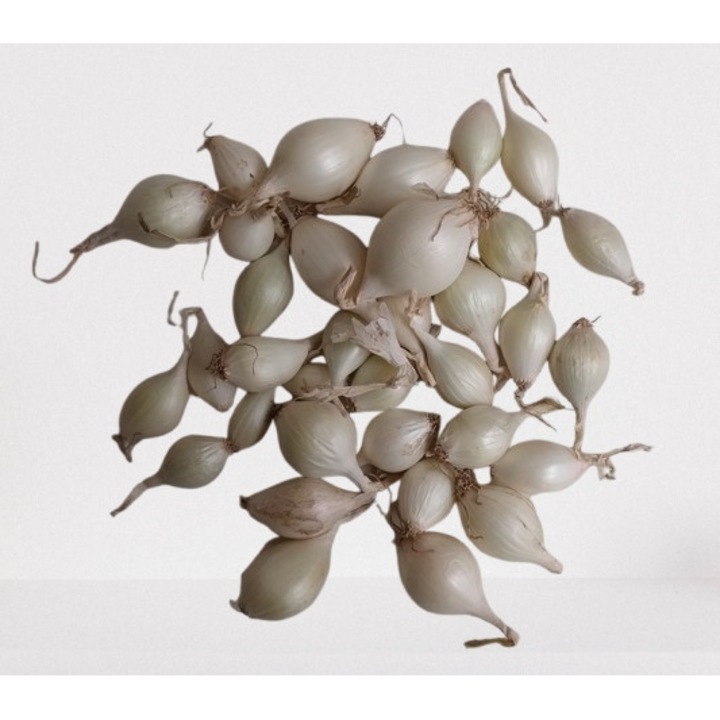 Ceapa de arpagic Alba Alibaba 1000g