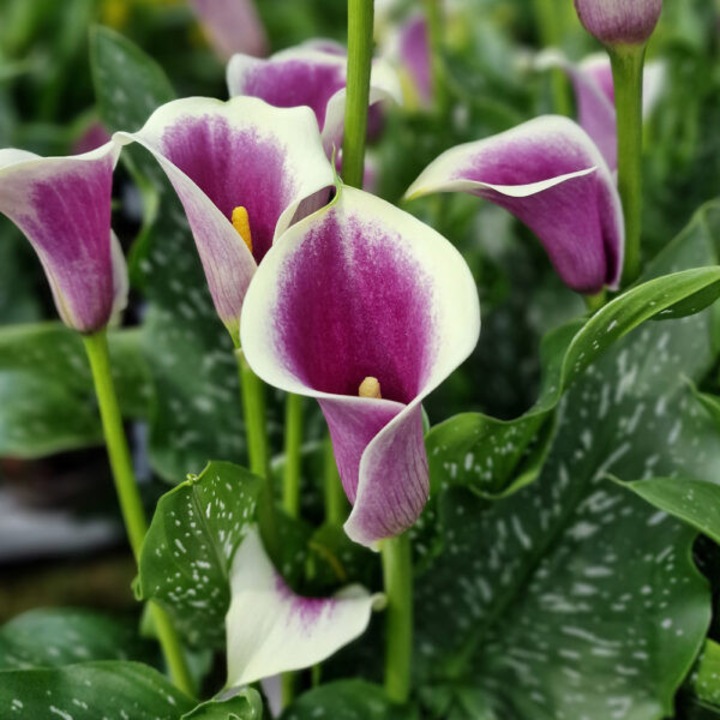 Calla Picasso - Zantedeschia - 1 bulb