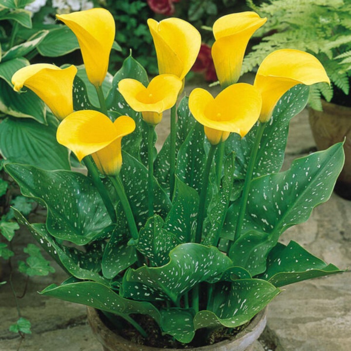 Calla Florex Gold - Zantedeschia - 1 bulb