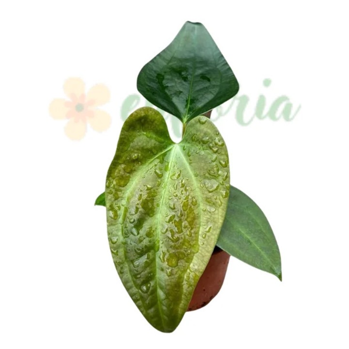 Planta decorativă Anthurium 'Napo', Eufloria, verde smarald, ghiveci 8cm