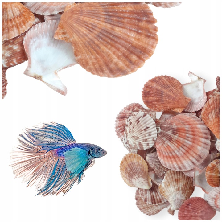 Scoici decorative mix colorate 100 g