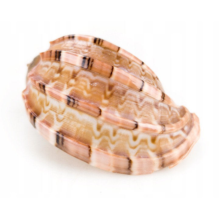 Scoica decorativa naturala Herpa Ø ~5 cm