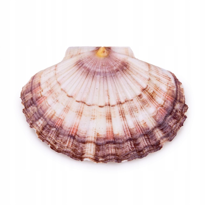 Scoica decorativa Pecten Maximus naturala Ø 10 cm