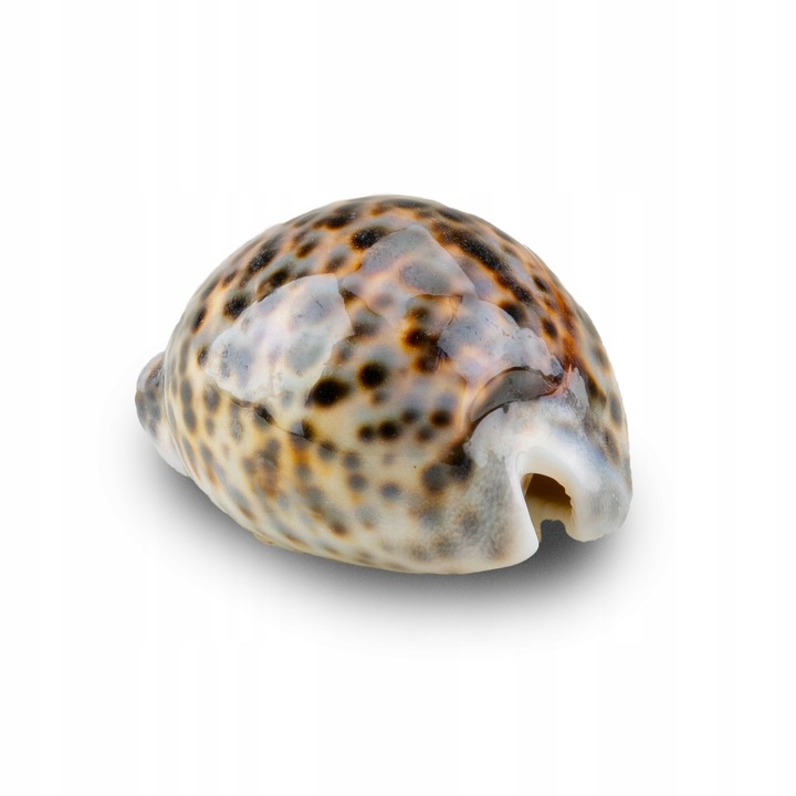 Scoica decorativa Cypraea tigris Ø aprox. 8 cm