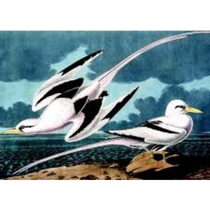 Puzzle 1000 piese - Mouettes, Carton, 1000