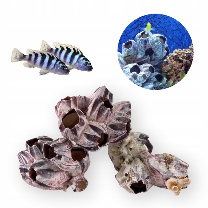 Decoratiune acvariu Barnacle naturala 10 cm