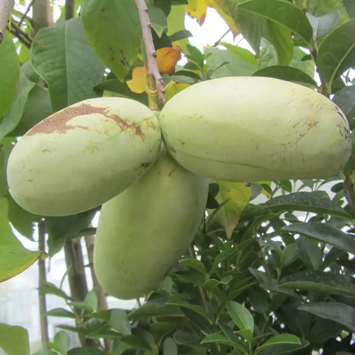 Pom fructifer Pawpaw, Banana nordului, altoit, soiul "Overleese" inaltime minim 50 cm