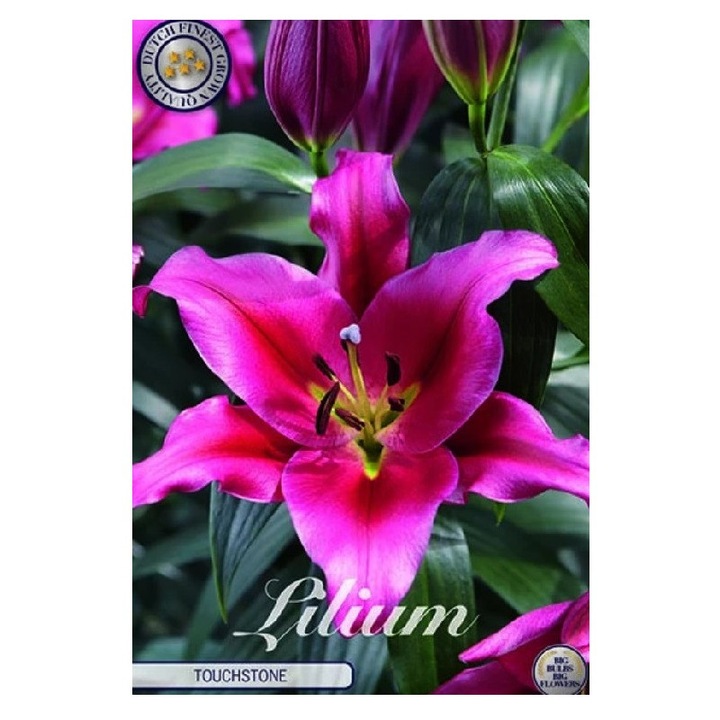 Bulbi Crini Orientali Imperiali Parfumati Touchstone, 3 bucati