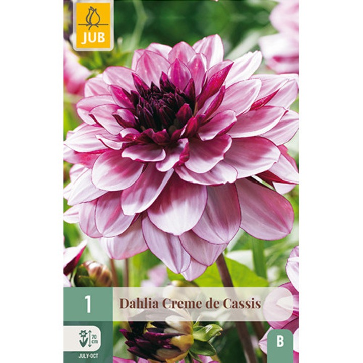 Далия Dahlia Creme de Cassis, Jub, Луковици на цветя, 1 бр