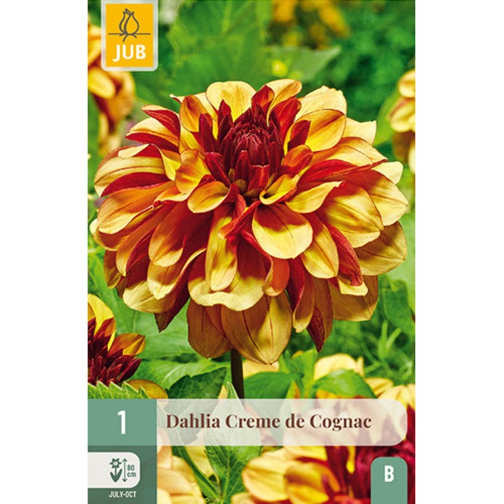 Далия Dahlia Creme de Cognac, Jub, Луковици на цветя, 1 бр