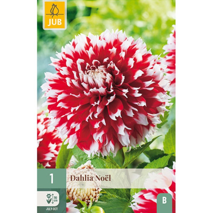 Далия Dahlia Noel, Jub, Луковици на цветя, 1 бр