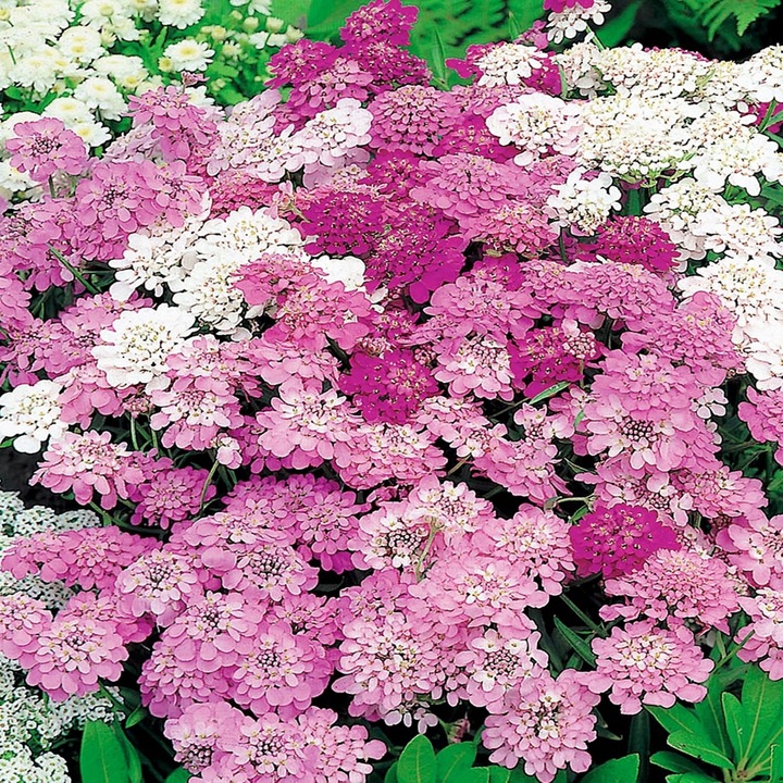 Seminte Ubiorek rozowy, Toraf, 0,3 grame, flori roz, 25x30cm