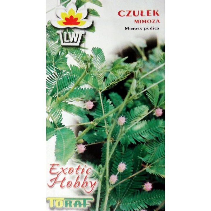Toraf Mimosa pudica magok, egynyári növények, könnyen termeszthetők cserépben, érzékeny levelek, amelyek érintésre becsukódnak, rózsaszín virágok, zöld/rózsaszín, 0,2 g