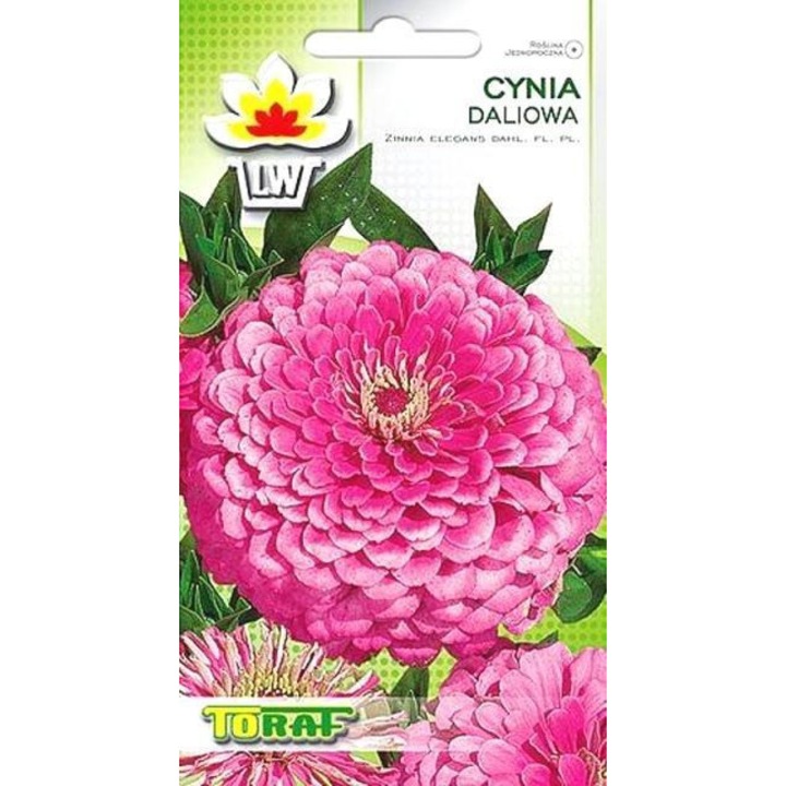 Egynyári virág Toraf Cynia dáliaszerű rózsaszín, rózsaszín, 60x80cm, 1g