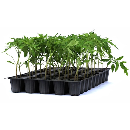 Ulm Rasad Rasad tomate Cassarosa, hibrid F1, semi-timpuriu, crestere ...